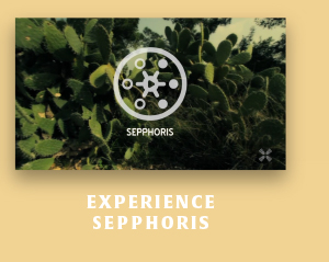 Experience Sepphoris